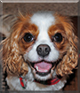 Isabella the Cavalier King Charles Spaniel