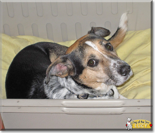 Lucy the Czech Spotted Dog, the Dog of the Day