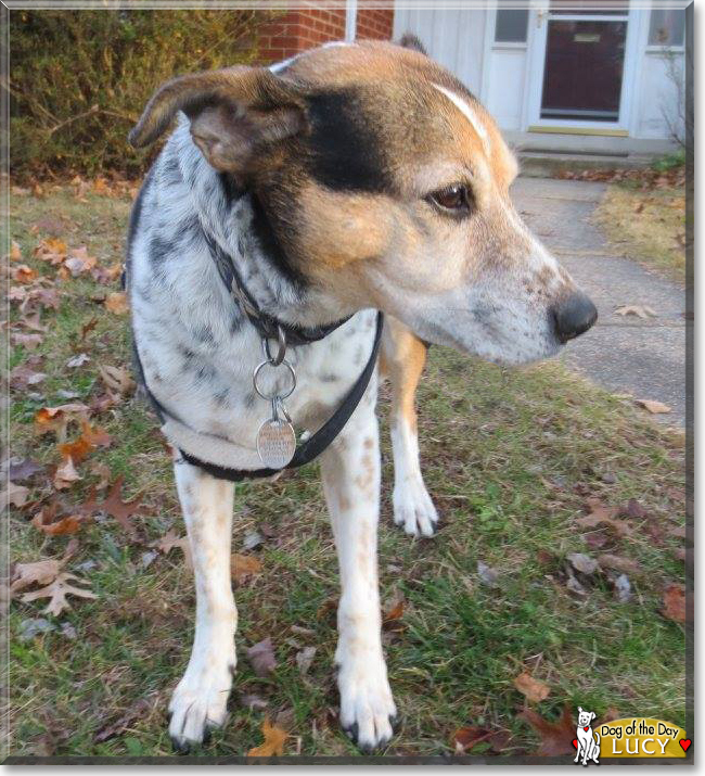 Lucy the Czech Spotted Dog, the Dog of the Day