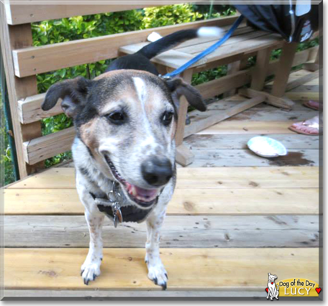 Lucy the Czech Spotted Dog, the Dog of the Day