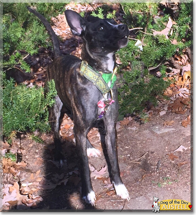 Austell the Pointer, Whippet, Shepherd mix, the Dog of the Day