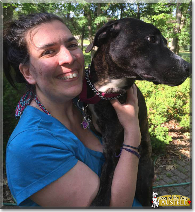 Austell the Pointer, Whippet, Shepherd mix, the Dog of the Day