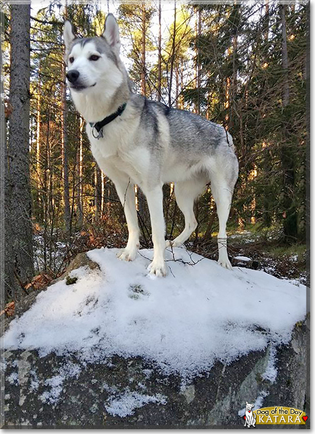 Katara the Siberian Husky, the Dog of the Day