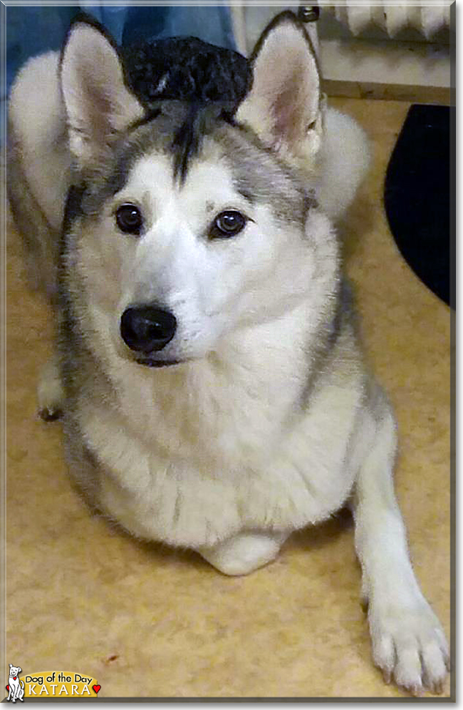 Katara the Siberian Husky, the Dog of the Day