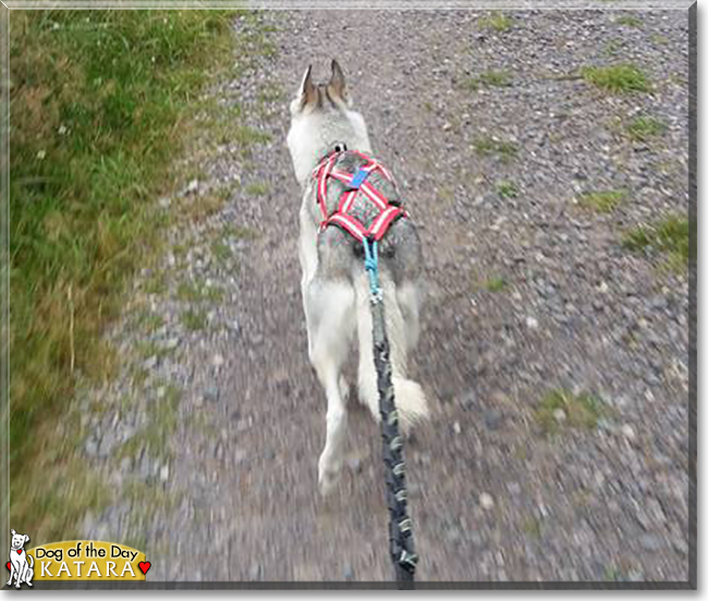 Katara the Siberian Husky, the Dog of the Day