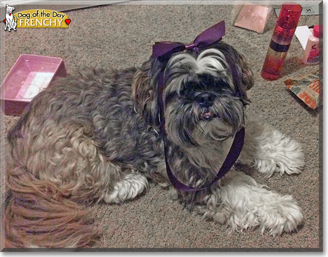 Frenchy the Shih Tzu, the Dog of the Day