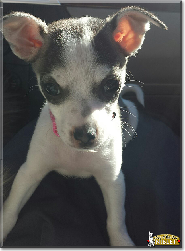 Niblet the Chihuahua, Shih Tzu mix, the Dog of the Day