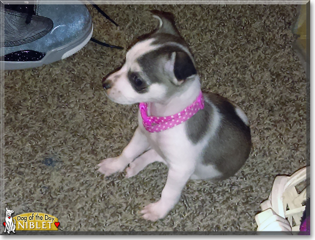 Niblet the Chihuahua, Shih Tzu mix, the Dog of the Day