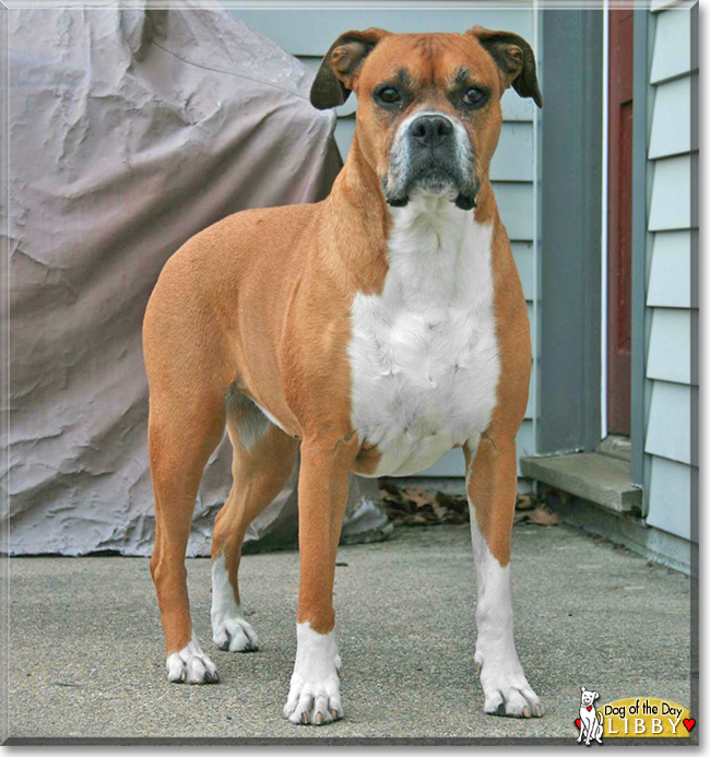 Libby the Pitbull/Boxer mix, the Dog of the Day
