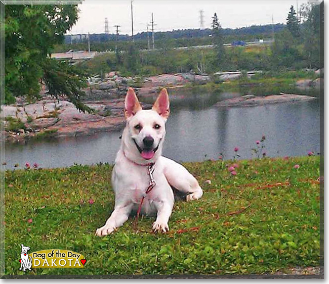 Dakota the German Shepherd, Siberian Husky mix, the Dog of the Day