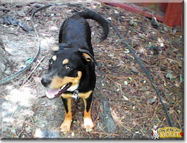 Violet the German Shepherd mix, the Dog of the Day