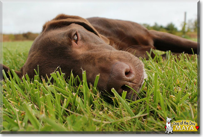 Maya the Chocolate Labrador Retriever, the Dog of the Day