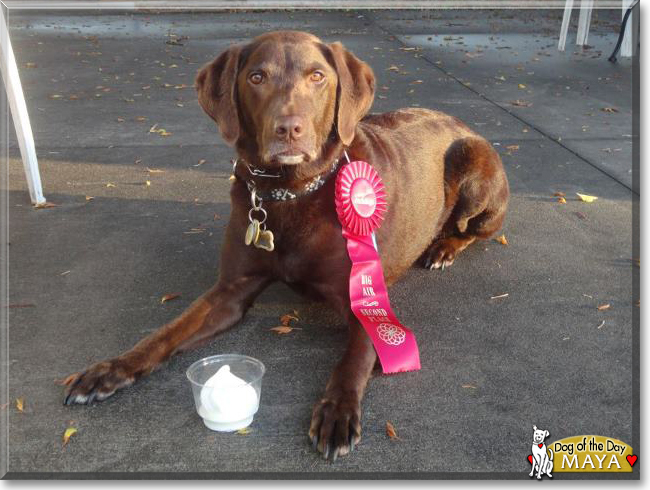 Maya the Chocolate Labrador Retriever, the Dog of the Day