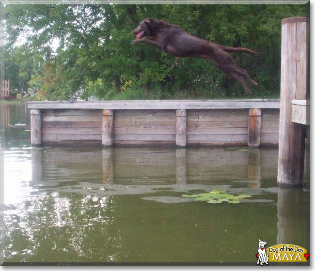 Maya the Chocolate Labrador Retriever, the Dog of the Day