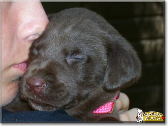 Maya the Chocolate Labrador Retriever, the Dog of the Day