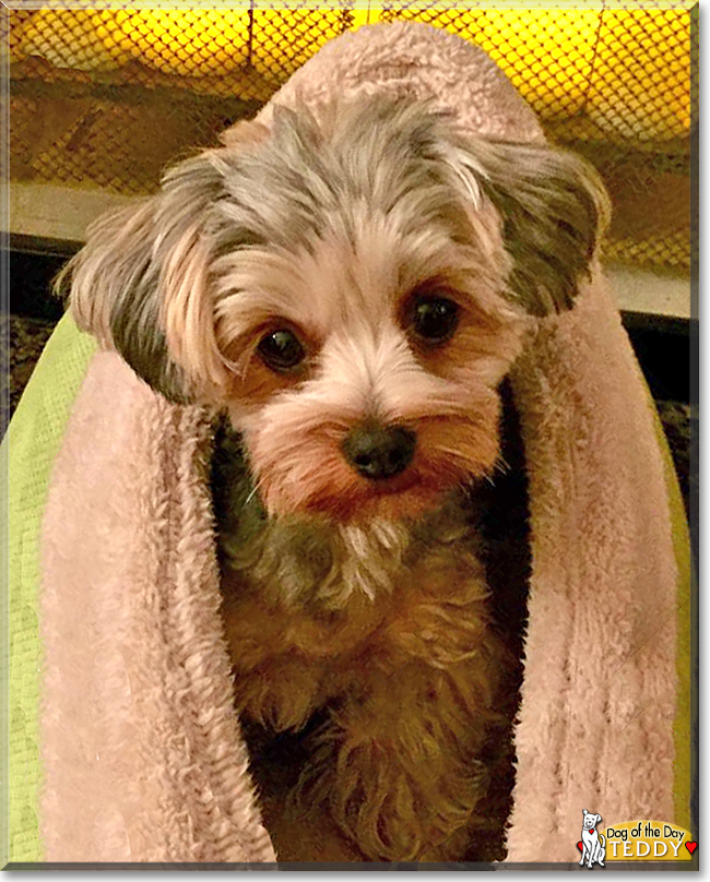 Teddy the Yorkshire Terrier mix, the Dog of the Day