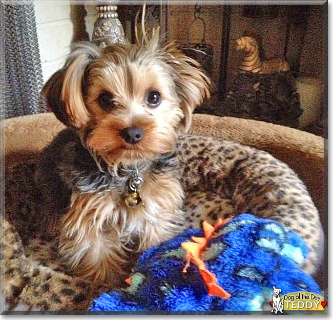 Teddy the Yorkshire Terrier mix, the Dog of the Day