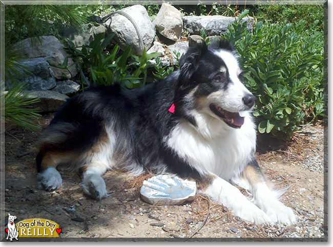 Reilly the Australian Shepherd, the Dog of the Day