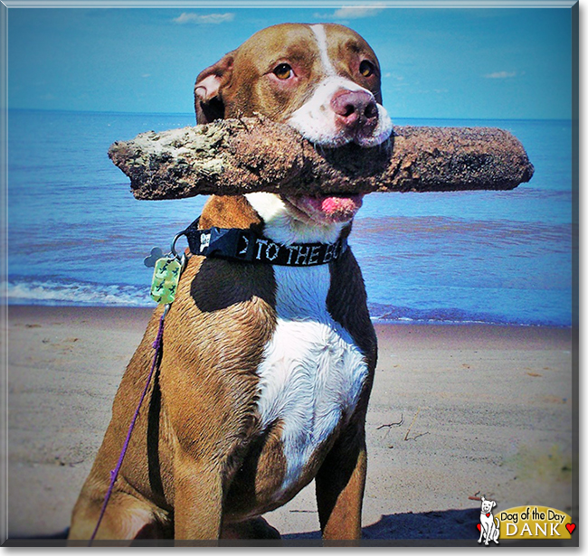 Dank the Red nose Pitbull, the Dog of the Day