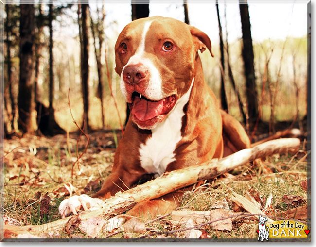 Dank the Red nose Pitbull, the Dog of the Day