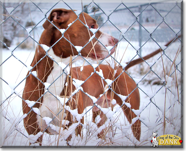 Dank the Red nose Pitbull, the Dog of the Day