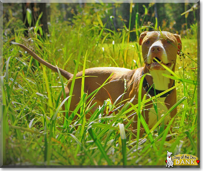 Dank the Red nose Pitbull, the Dog of the Day