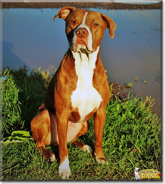 Dank the Red nose Pitbull, the Dog of the Day