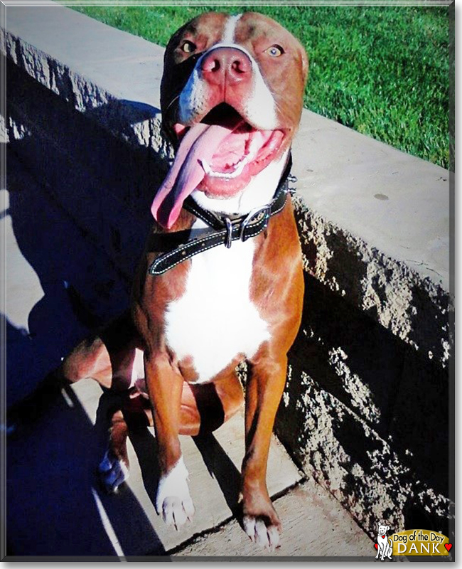 Dank the Red nose Pitbull, the Dog of the Day