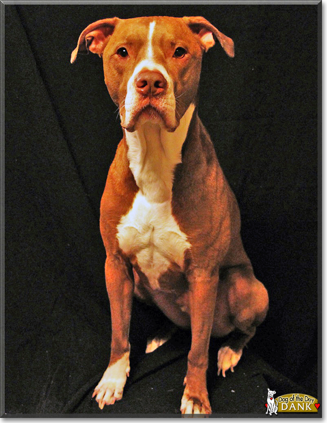 Old fashioned red sales nose pitbull