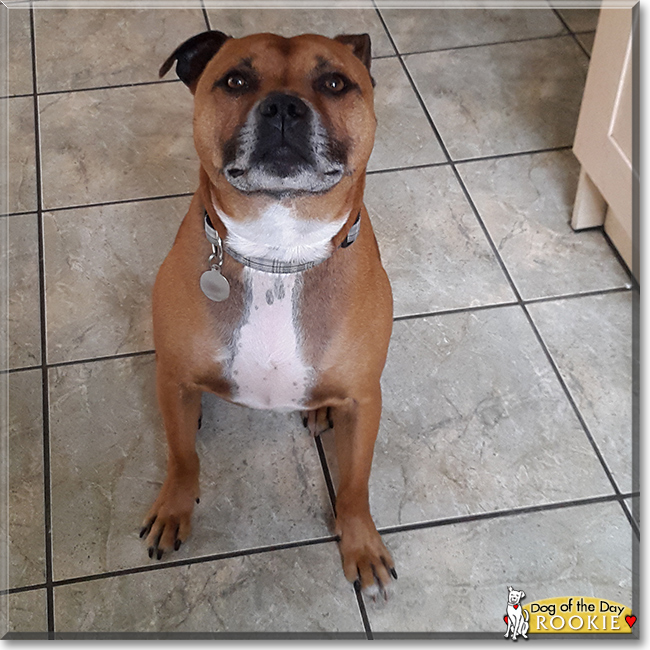 Rookie the Staffordshire Bull Terrier, the Dog of the Day