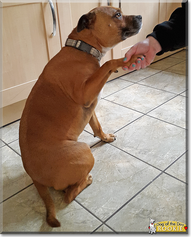 Rookie the Staffordshire Bull Terrier, the Dog of the Day