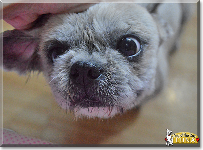 Luna the Shih Tzu, the Dog of the Day