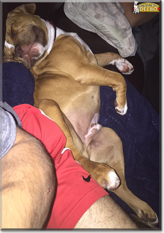 Deebo - Mastiff/Bulldog/Boxer mix - January 22, 2016