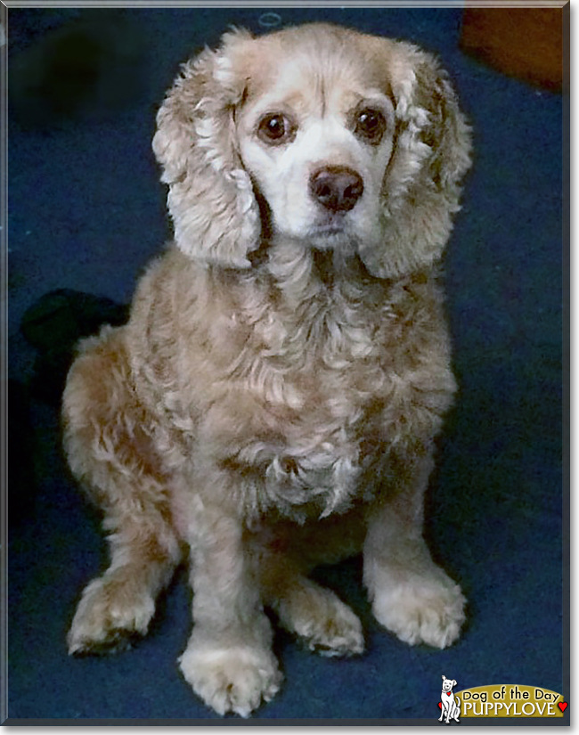 Puppylove the Cocker Spaniel, the Dog of the Day