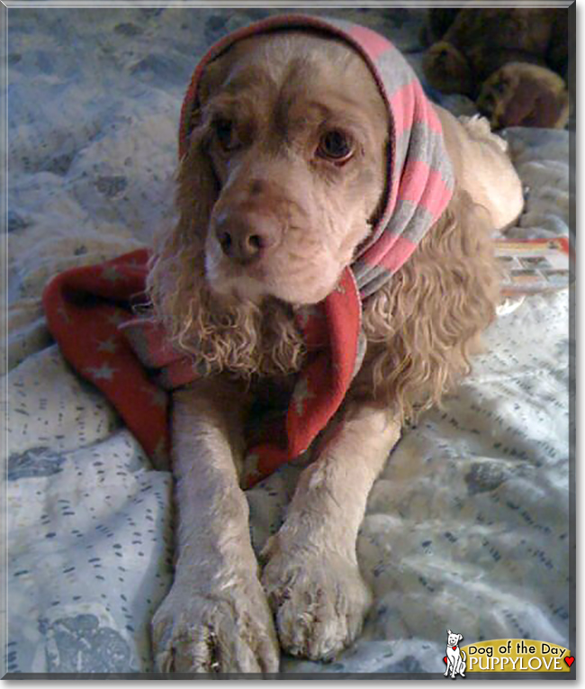 Puppylove the Cocker Spaniel, the Dog of the Day