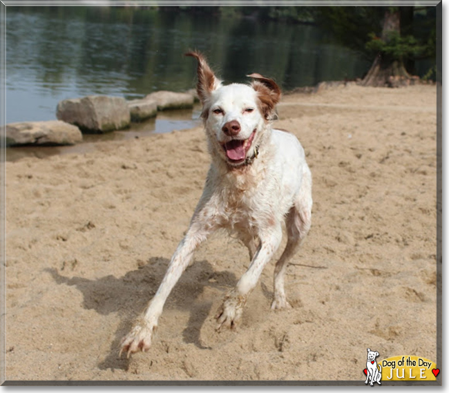 Jule the English Setter Mix, the Dog of the Day