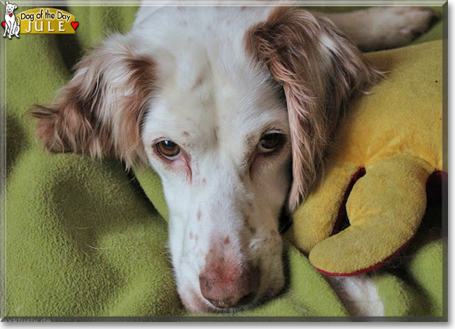 english setter lab mix