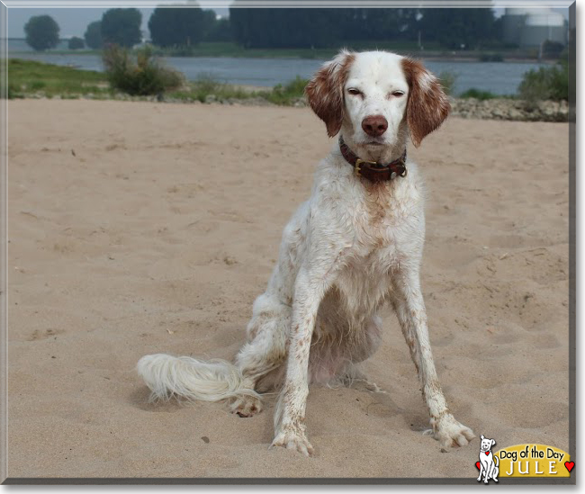 Jule the English Setter Mix, the Dog of the Day