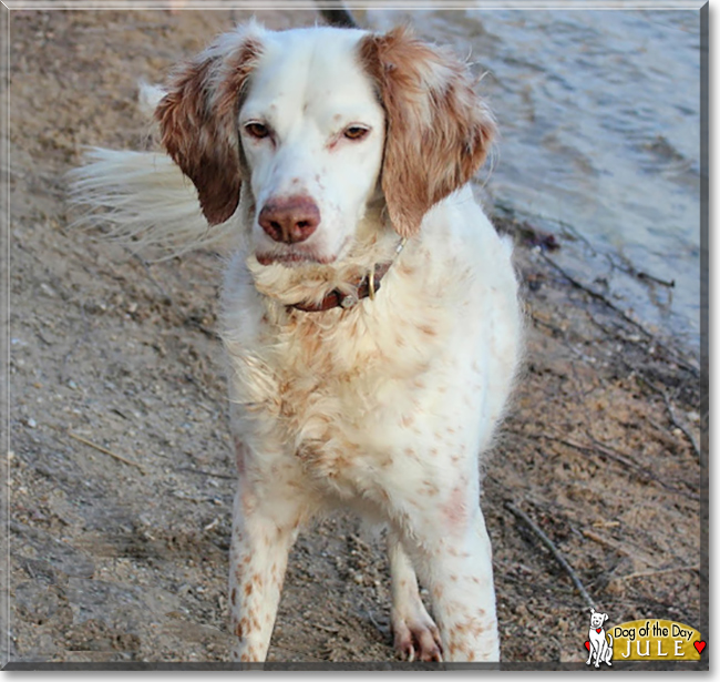 Jule the English Setter Mix, the Dog of the Day