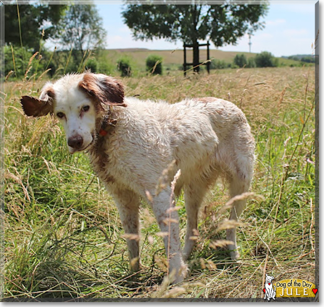 Jule the English Setter Mix, the Dog of the Day