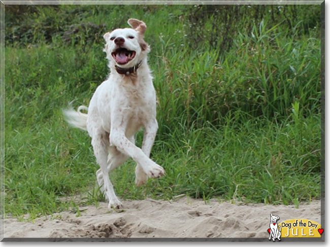 Jule the English Setter Mix, the Dog of the Day