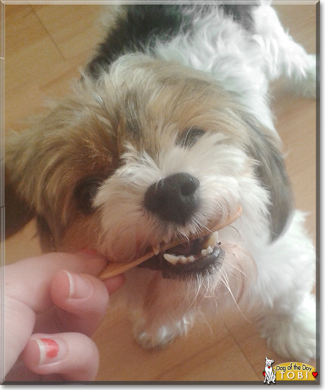 Tobi the Biewer Yorkshire Terrier, the Dog of the Day