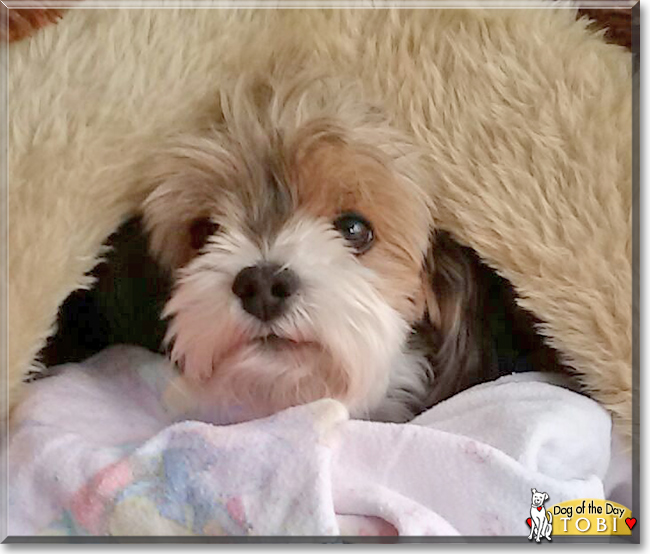 Tobi the Biewer Yorkshire Terrier, the Dog of the Day