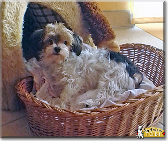 Tobi the Biewer Yorkshire Terrier, the Dog of the Day