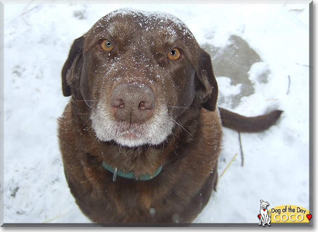 Coco the Labrador Retriever, the Dog of the Day