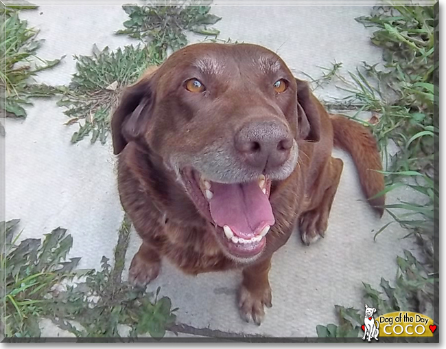 Coco the Labrador Retriever, the Dog of the Day