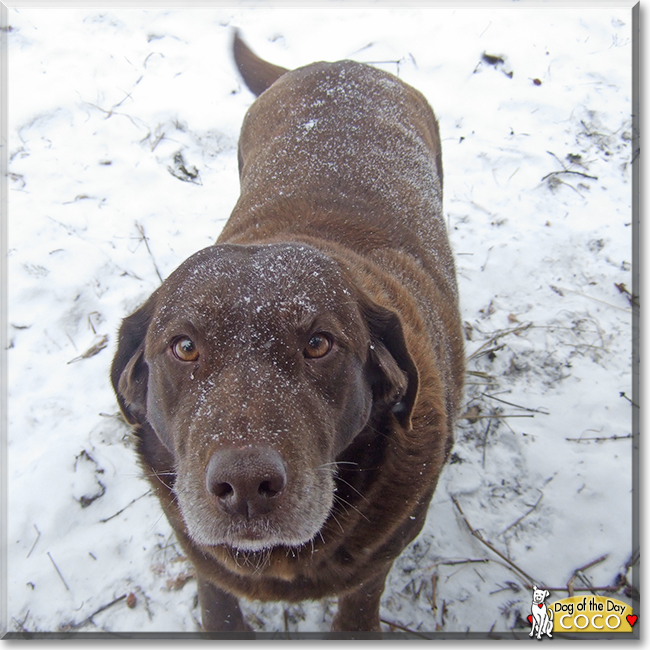 Coco the Labrador Retriever, the Dog of the Day