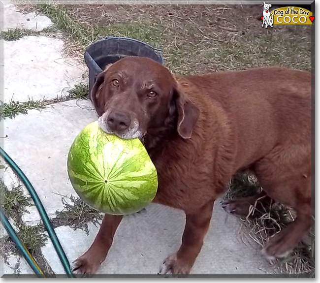 Coco the Labrador Retriever, the Dog of the Day