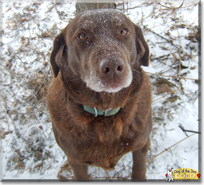 Coco the Labrador Retriever, the Dog of the Day