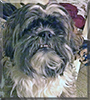 Frenchy the Shih Tzu